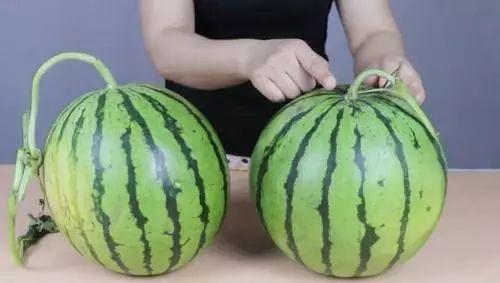 甜宝瓜能安全吃吗视频,揭秘视频解析