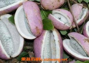 小六吃八月瓜视频,一场味蕾与自然的邂逅