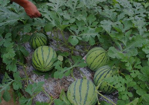 山西太谷吃瓜最新事件视频,一地瓜引发的热议与反思