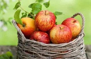 大瓜头吃苹果视频下载,萌娃美食瞬间，下载收藏必看