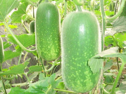 迪卡侬吃瓜视频大全,趣味横生的体育用品店日常