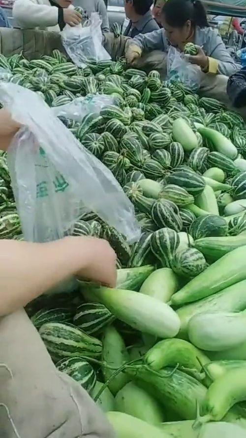 农村吃瓜最新视频,揭秘田间地头欢乐时光