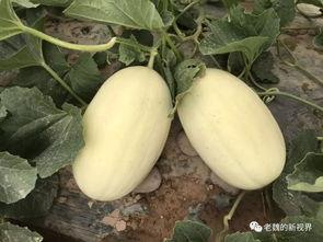 如何找出网上吃瓜的视频,轻松掌握热门事件追踪技巧