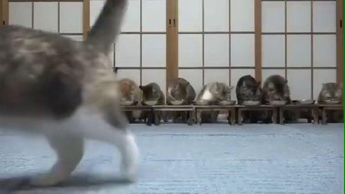 熊警官下播前吃瓜视频大全,揭秘网络红人的幕后生活