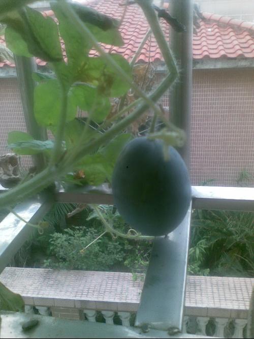 西昌阳台吃瓜事件视频,一场意外引发的全民热议