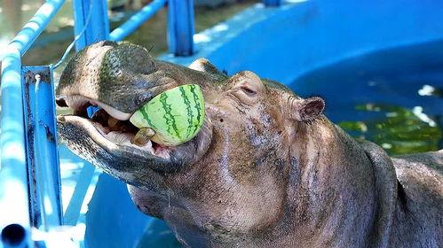 野生动物吃瓜人是谁啊视频,网络爆红背后的故事