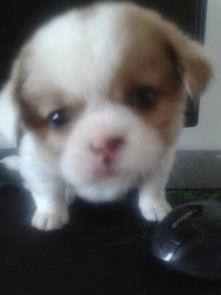 呆瓜小狗吃鸡蛋好吗视频,萌态可掬引网友热议