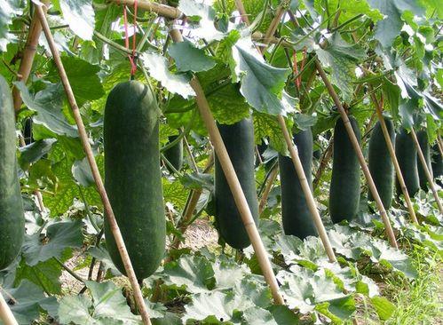 绵阳清晨吃瓜视频,市民共享悠闲时光