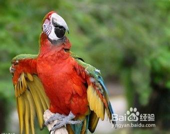 鹦鹉可以吃网纹瓜嘛视频